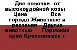 Две козочки  от высокоудойной козы › Цена ­ 20 000 - Все города Животные и растения » Другие животные   . Пермский край,Краснокамск г.